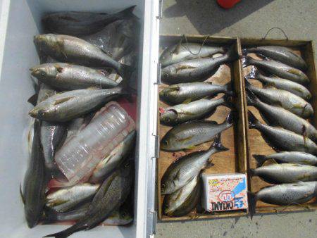 大進丸（愛知） 釣果