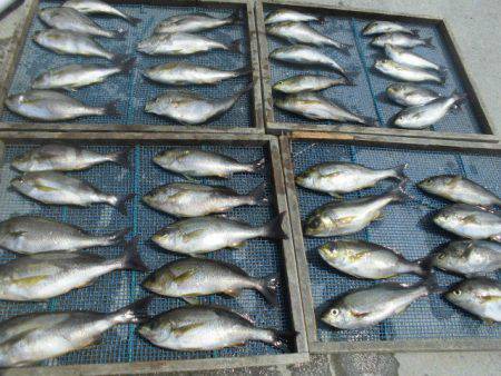 大進丸（愛知） 釣果