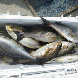 大進丸（愛知） 釣果