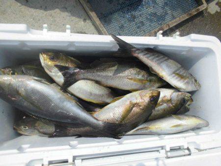 大進丸（愛知） 釣果