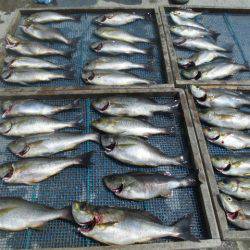 大進丸（愛知） 釣果