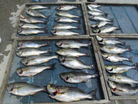 大進丸（愛知） 釣果