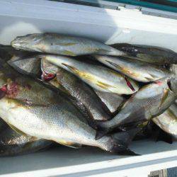 大進丸（愛知） 釣果