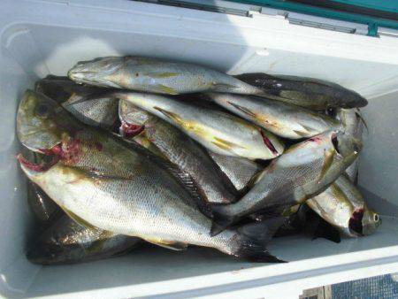 大進丸（愛知） 釣果