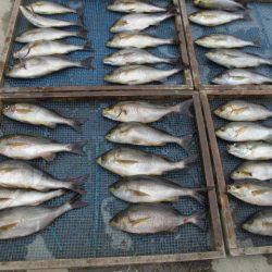 大進丸（愛知） 釣果