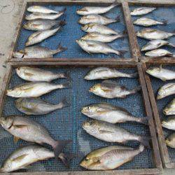 大進丸（愛知） 釣果