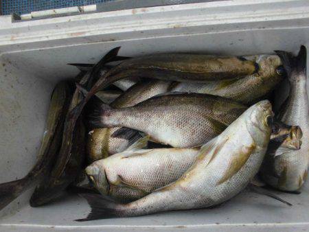 大進丸（愛知） 釣果