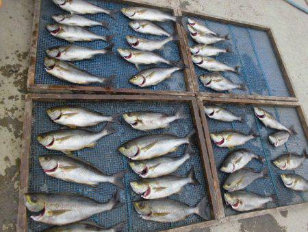 大進丸（愛知） 釣果