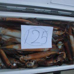 大進丸（愛知） 釣果