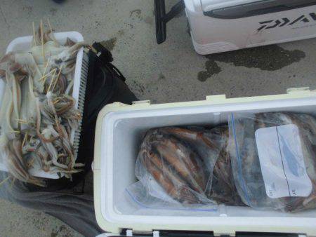 大進丸（愛知） 釣果