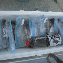 大進丸（愛知） 釣果