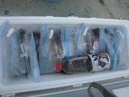 大進丸（愛知） 釣果