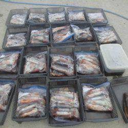 大進丸（愛知） 釣果