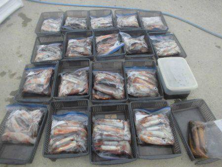 大進丸（愛知） 釣果