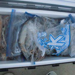 大進丸（愛知） 釣果