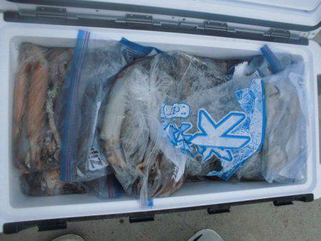 大進丸（愛知） 釣果