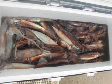 大進丸（愛知） 釣果