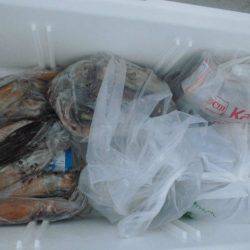 大進丸（愛知） 釣果