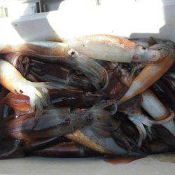 大進丸(愛知) 釣果