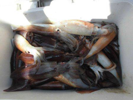 大進丸(愛知) 釣果