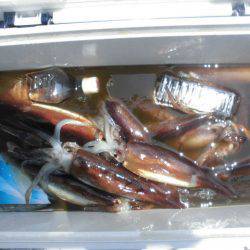 大進丸(愛知) 釣果