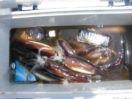 大進丸(愛知) 釣果