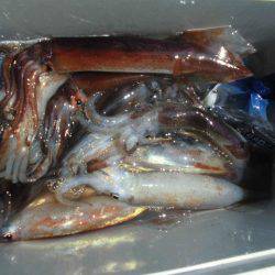 大進丸(愛知) 釣果