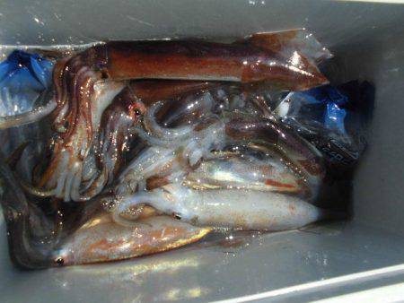 大進丸(愛知) 釣果