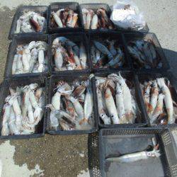 大進丸(愛知) 釣果