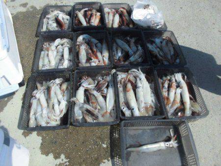 大進丸(愛知) 釣果