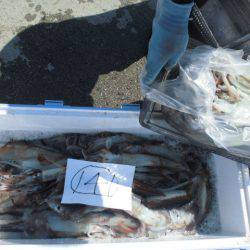 大進丸(愛知) 釣果