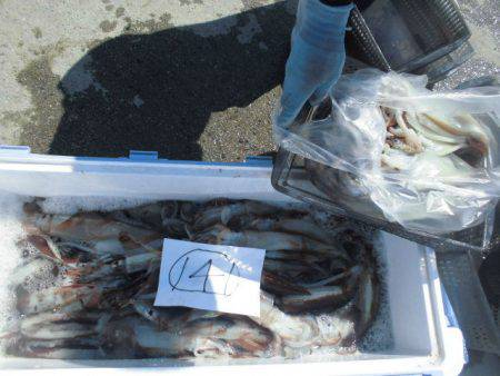 大進丸(愛知) 釣果