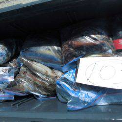 大進丸(愛知) 釣果