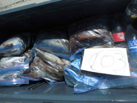 大進丸(愛知) 釣果