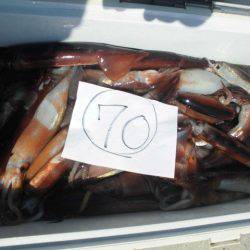 大進丸(愛知) 釣果