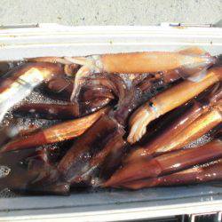 大進丸(愛知) 釣果