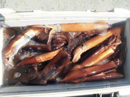 大進丸(愛知) 釣果