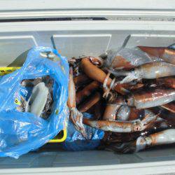 大進丸(愛知) 釣果