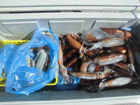 大進丸(愛知) 釣果