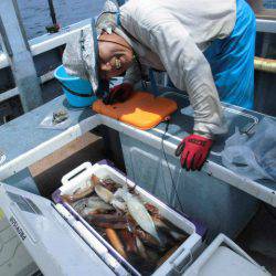 大進丸(愛知) 釣果