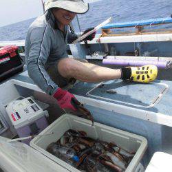 大進丸(愛知) 釣果