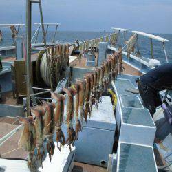 大進丸(愛知) 釣果