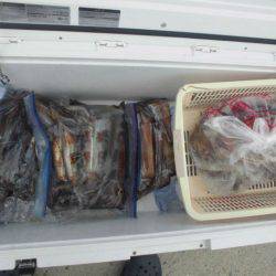 大進丸(愛知) 釣果