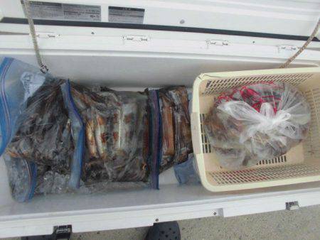 大進丸(愛知) 釣果