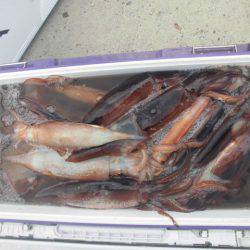 大進丸(愛知) 釣果