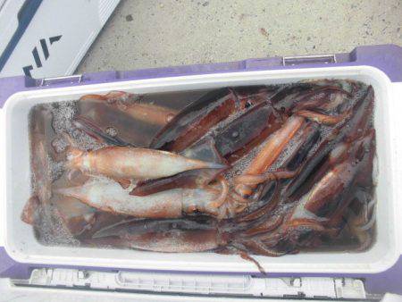 大進丸(愛知) 釣果