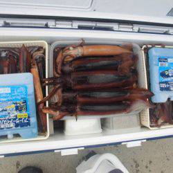 大進丸(愛知) 釣果