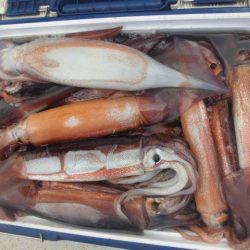 大進丸(愛知) 釣果