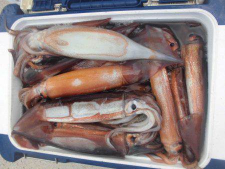 大進丸(愛知) 釣果