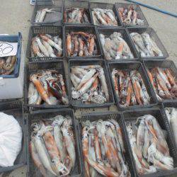 大進丸(愛知) 釣果